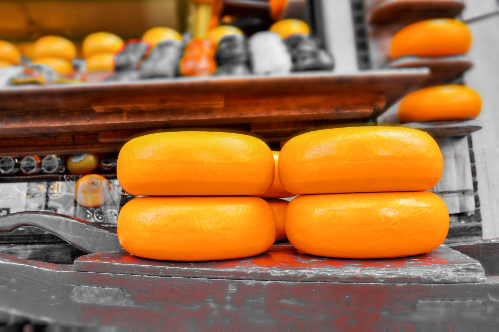 Dutch gouda cheese