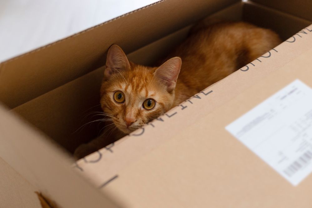 A cat peeking through a box