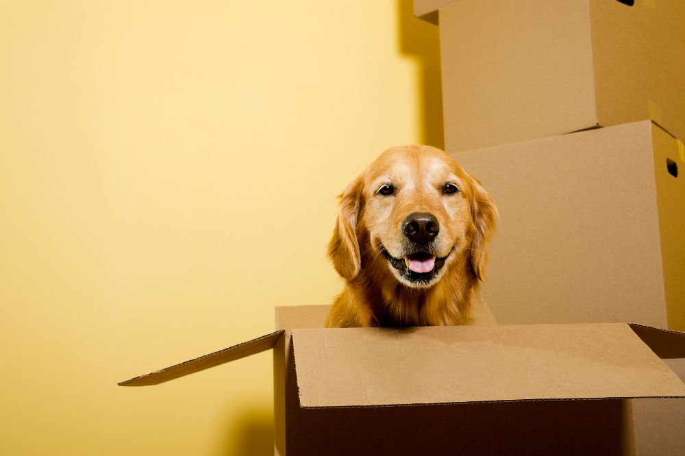 Factors affecting pet shipping cost