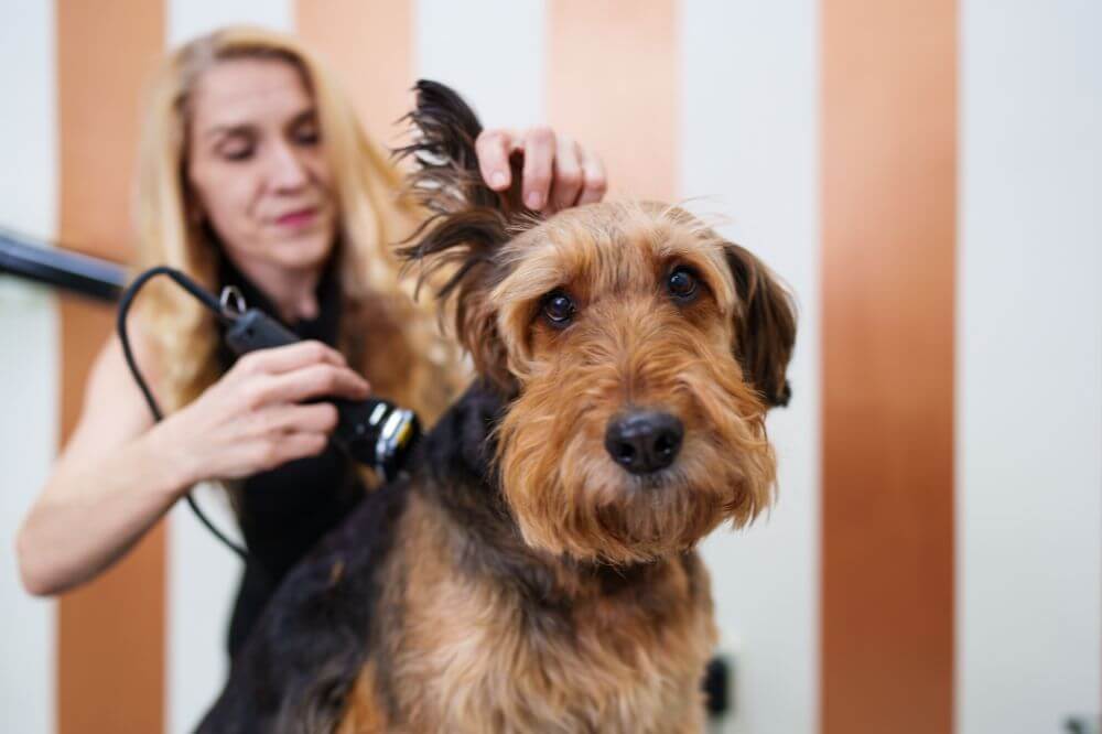 Dog being groomed at The Wag Club