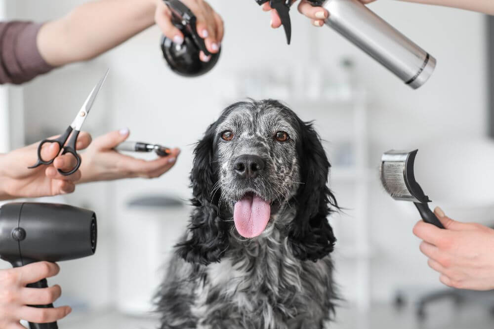 Dog salon at Pet Pavilion