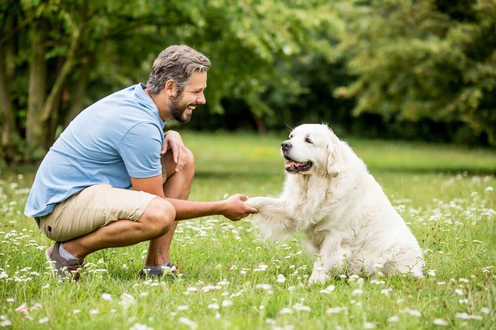 Dog training at Royvon Dog Hotel