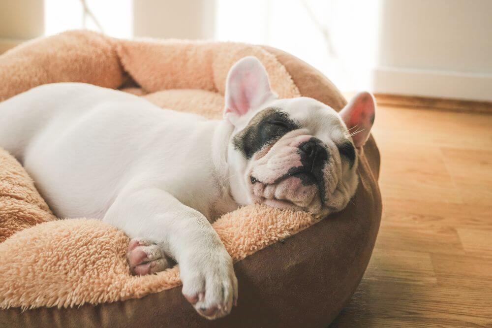 Sleeping dog at Elmtree Pet Hotel