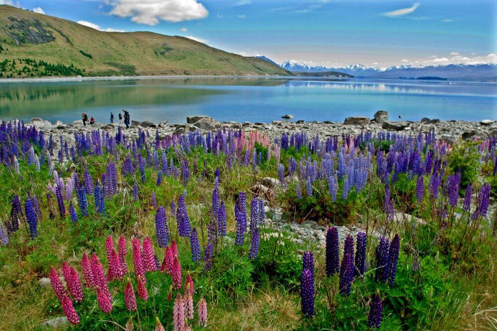 Image showing spring flowers in New Zealand, spring is one of best times to visit New Zealand